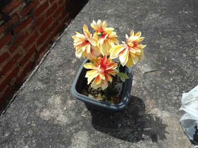 Foto: Júnior Cardoso 