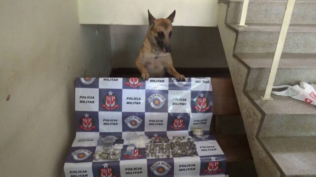 Dragon do Canil da PM ajudou nas buscas pelas drogas - Foto: Valter Martins / Piracicaba em Alerta