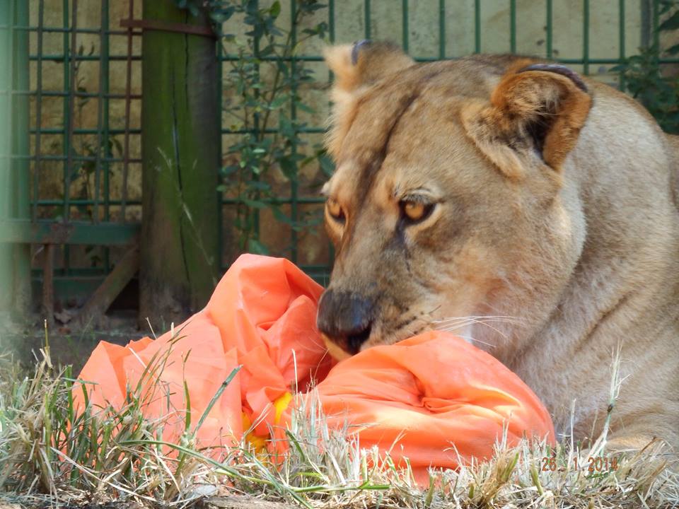 Leoa que estava com câncer morre nessa manhã (8) aos 15 anos de idade