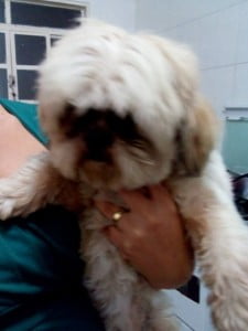 Homem procura dono de cachorrinho perdido em Piracicaba