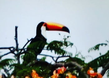 Tucano é flagrado por leitora. (Reprodução / Vera Biscalchim)