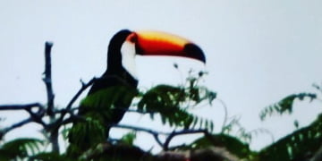 Tucano é flagrado por leitora. (Reprodução / Vera Biscalchim)