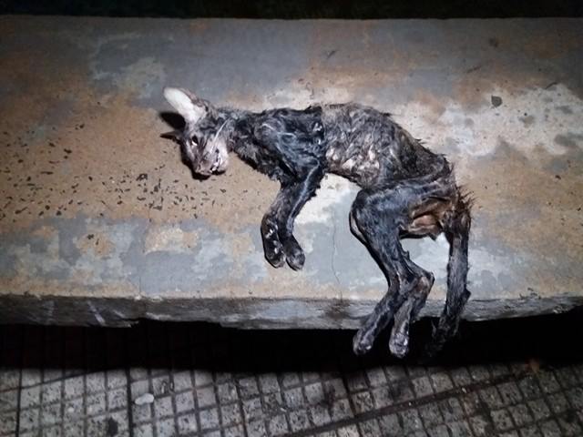 Alterado, homem mata gato em praça de Piracicaba e vai preso