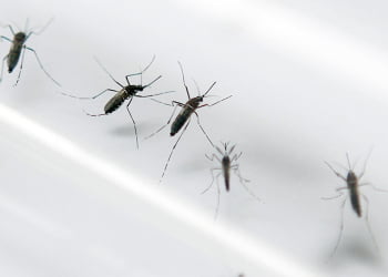 Foto: Cruzeiro do Sul