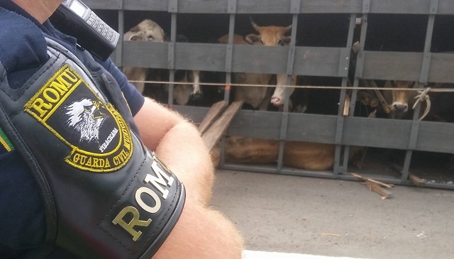 Caminhão com gado tomba em tentativa de assalto em Piracicaba