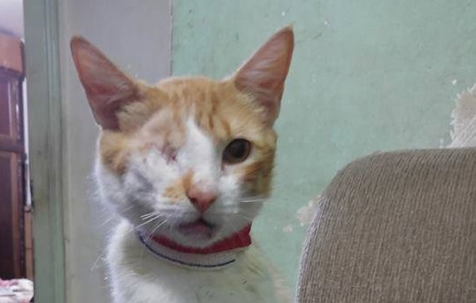 Com dívida, ONG que cuida de gatos em cemitério de Piracicaba pede ajuda