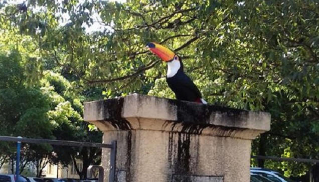 Tucano aparece em ponto de taxi da Santa Casa de Piracicaba