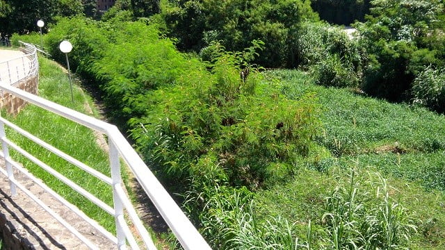 Foto: PiraNOT Piracicaba 