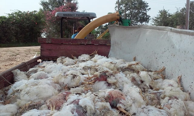 Quase três mil frangos morrem em granja de Piracicaba por falta de energia