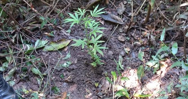 Guarda Civil encontra pé de maconha atrás de escola de Piracicaba