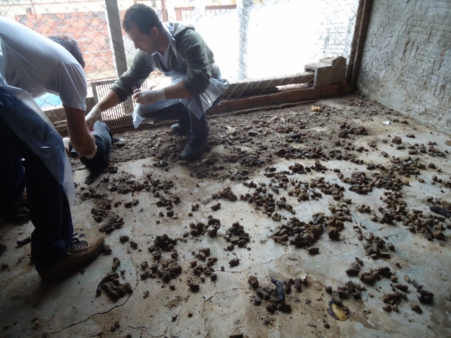 Acumuladora foge após ser acusada de maltratar 47 animais em Piracicaba