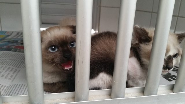 Bichinhos do Canil e do Gatil precisam de doações em Piracicaba