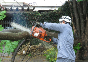 Foto: Gustavo Alves de Oliveira / PIRANOT