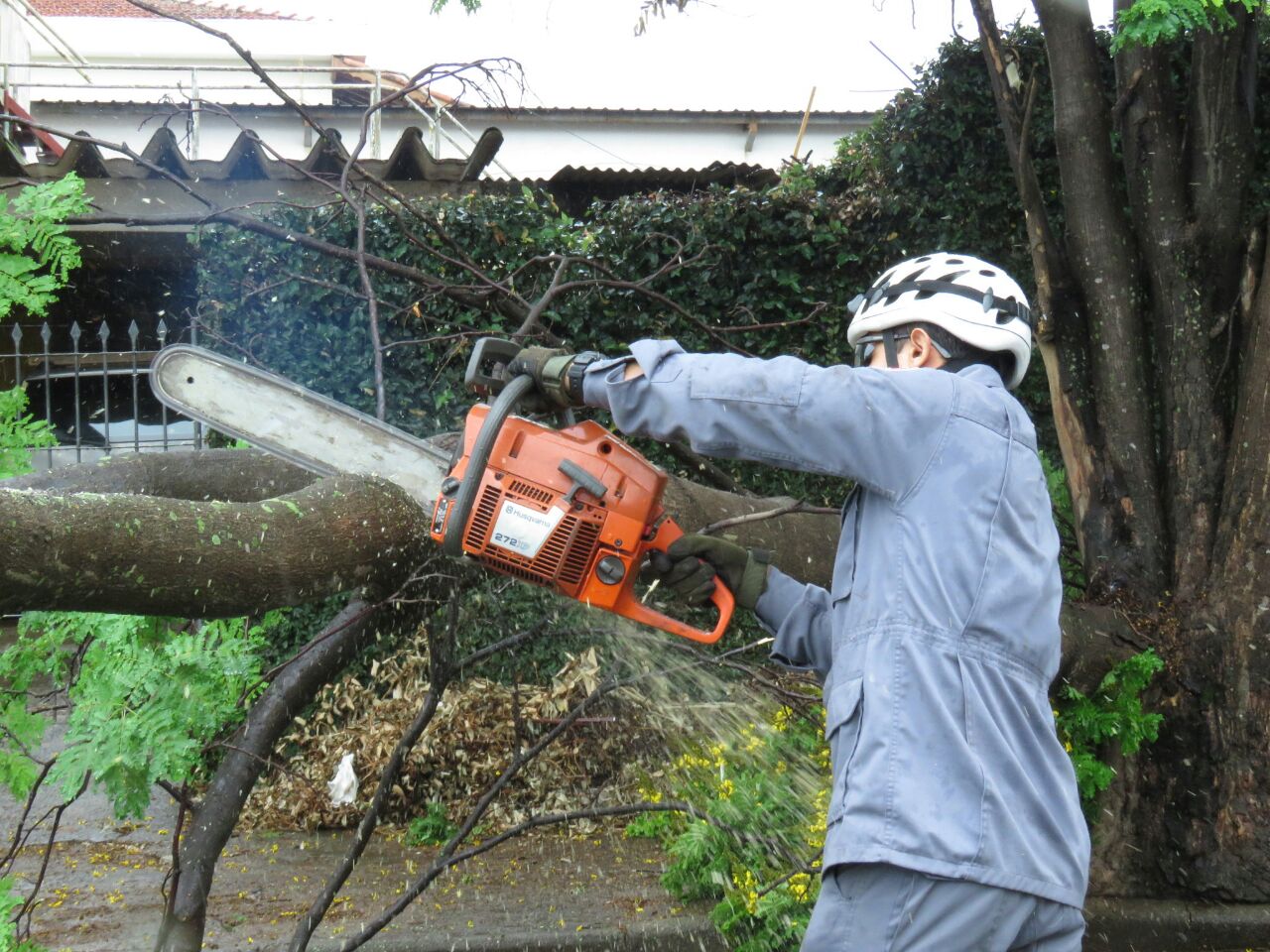 Queda de galho durante chuva interdita rua de São Pedro