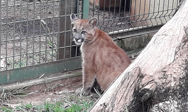 Filhote de onça parda é a nova moradora do Zoológico de Piracicaba