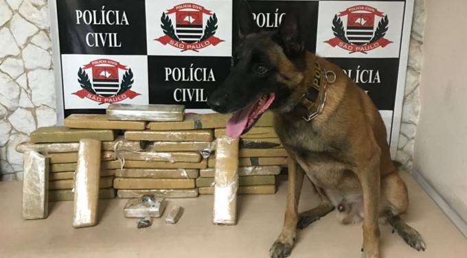 DISE Piracicaba prende traficante de 25 anos com vários tijolos de maconha