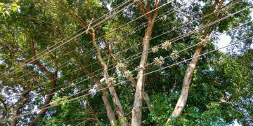 Foto: Wagner Romano / PIRANOT.