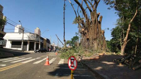 Vereadores de Piracicaba questionam corte de seringueiras na praça da Boyes