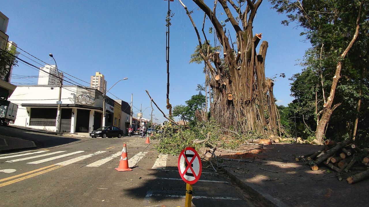 Vereadores de Piracicaba questionam corte de seringueiras na praça da Boyes