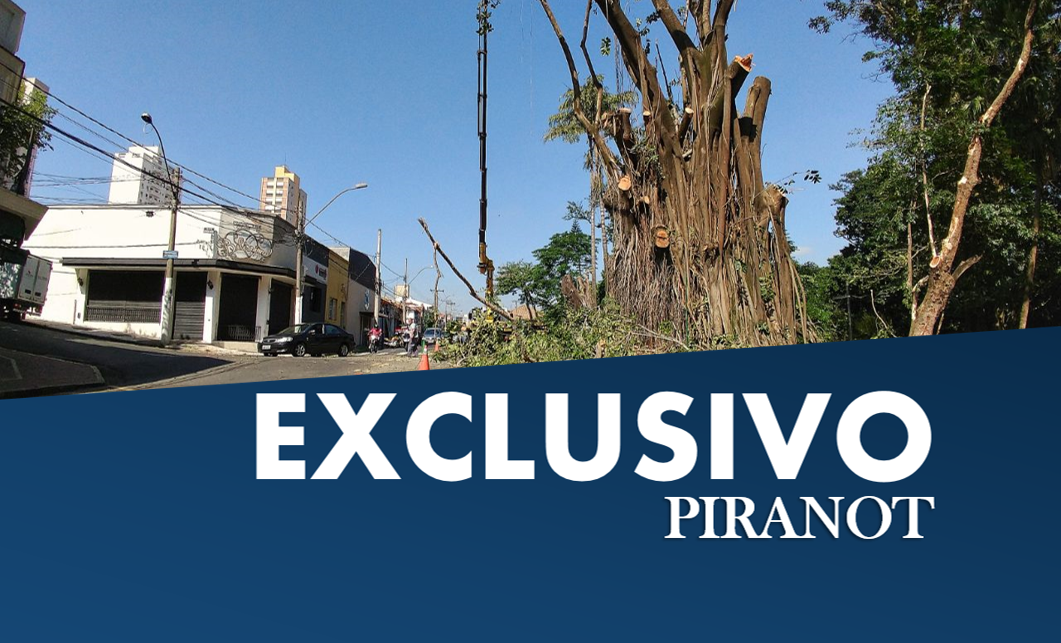 Poda de árvores tem início em frente à antiga Boyes, em Piracicaba
