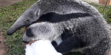 Foto: SEDEMA (Secretaria de Defesa do Meio Ambiente).