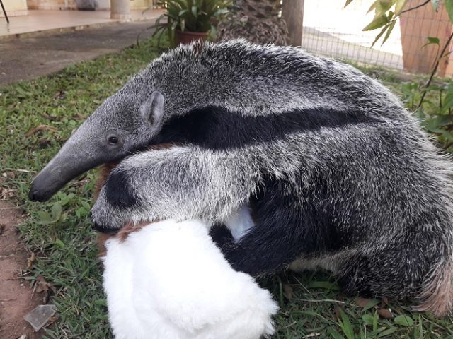Zoológico de Piracicaba recebe quatro novos animais