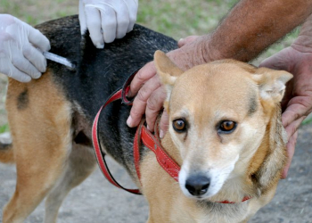 vacinação contra a raiva em Piracicaba