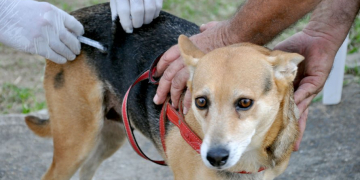 vacinação contra a raiva em Piracicaba