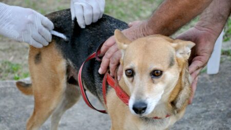 Mais de 30 mil animais são vacinados em Piracicaba durante campanha antirrábica vacinação contra a raiva em Piracicaba