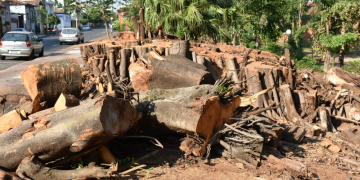 Piracicaba - árvores da Boyes