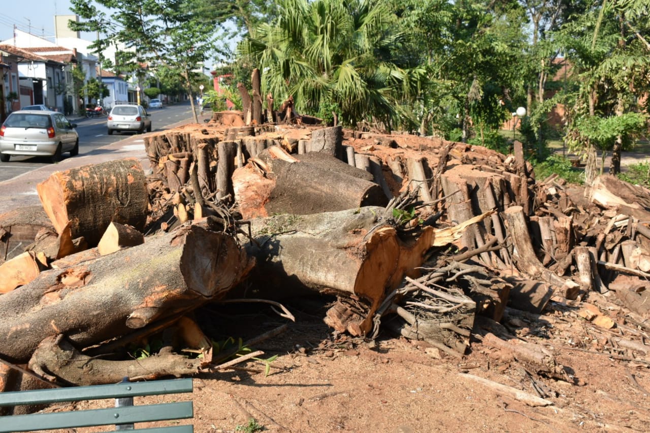 Árvores da Boyes são cortadas por completo na tarde desta terça, em Piracicaba
