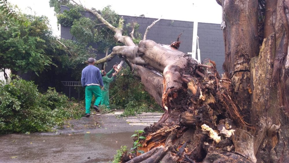 Por conta da forte chuva, árvore cai e atinge restaurante em Piracicaba