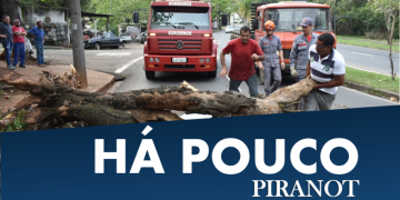 árvore caída em Piracicaba