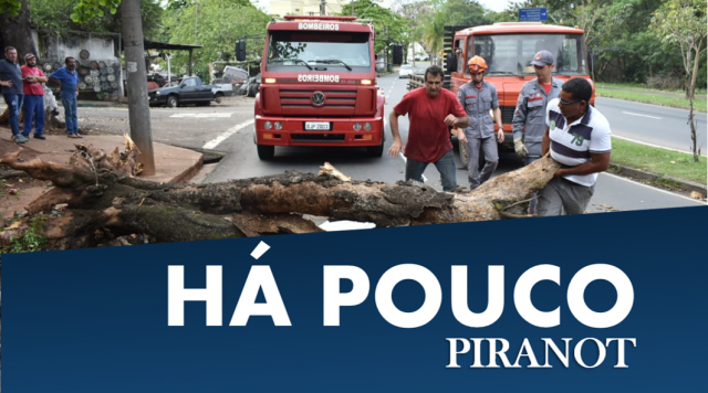 árvore caída em Piracicaba