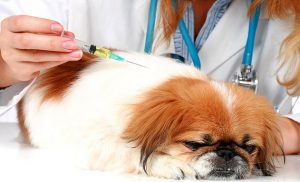 Piracicaba cumpre todos os quesitos para viabilizar construção do hospital veterinário