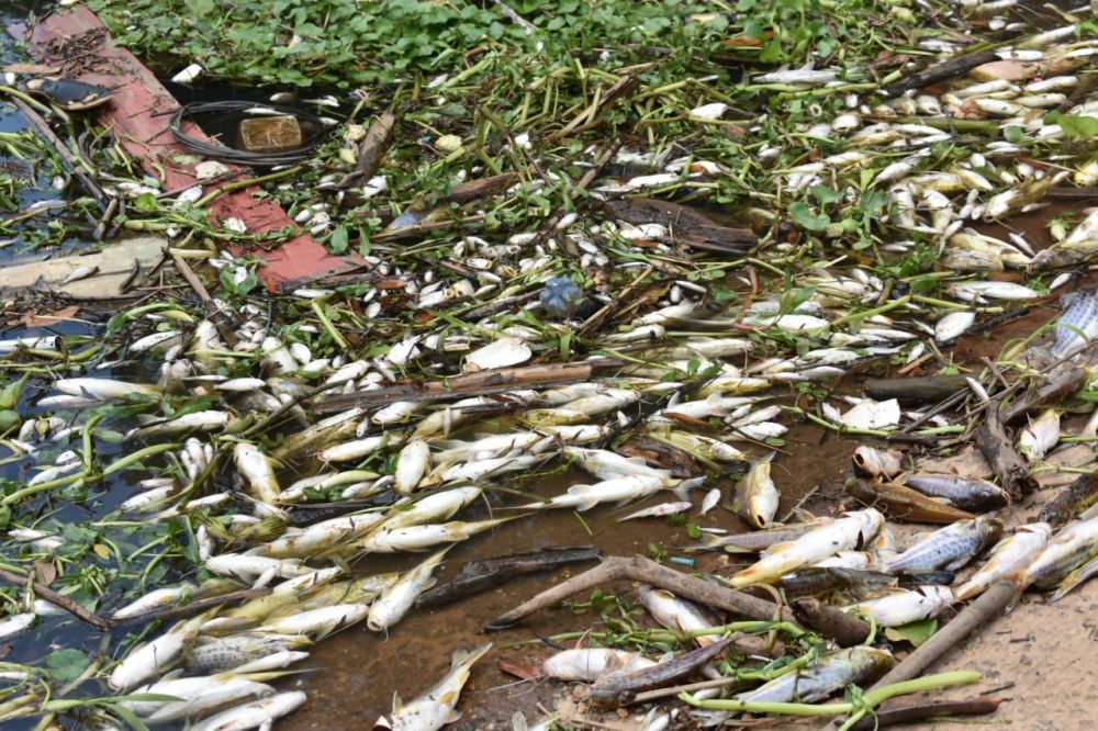 Grande quantidade de peixes mortos aparece no Rio Piracicaba