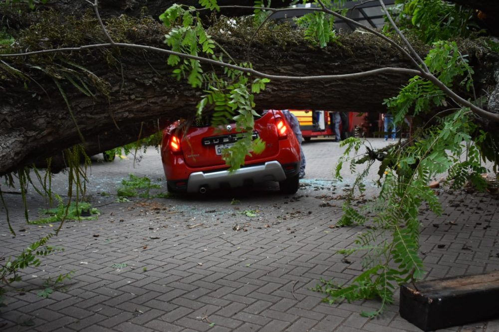 Piracicaba registra 41 ocorrências de queda de árvores após vendaval