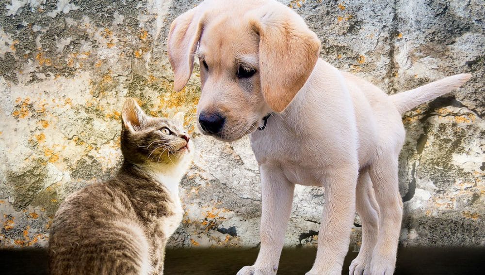 Em Piracicaba, agendamento de castração de cães e gatos será feito nas unidades de saúde dos bairros