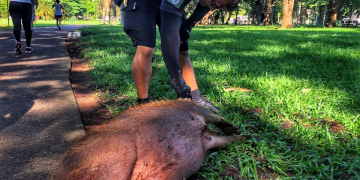 Foto: Wagner Romano / Jornal PIRANOT