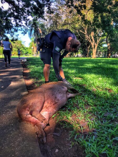GPC de Piracicaba resgata capivara grávida e ferida na manhã desta terça (27)