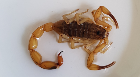 Neste ano, 180 casos de escorpião já foram registrados até agora em Piracicaba