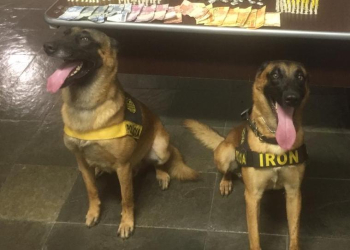 Foto: Canil da Polícia Militar