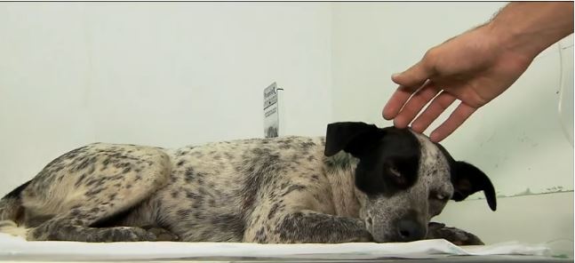 Caminhoneiro atira em cadela em São Paulo