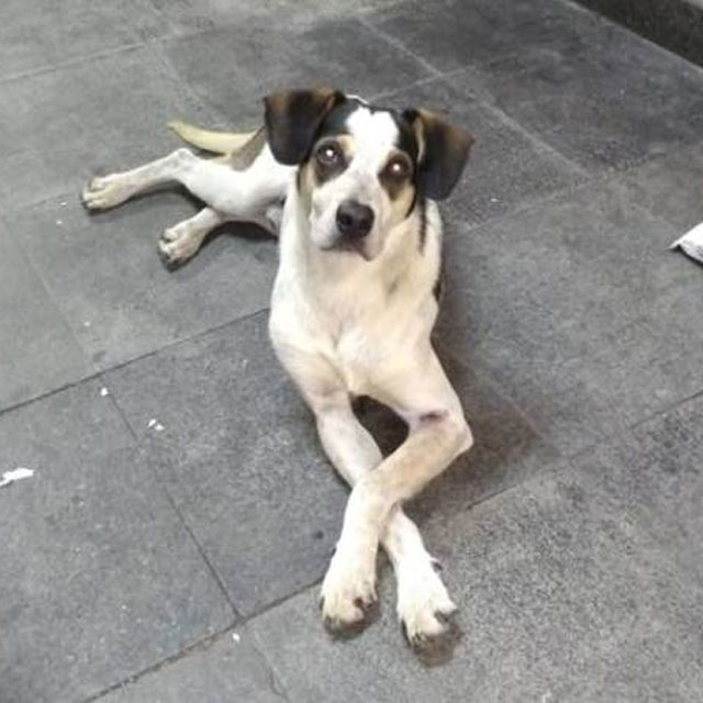 Cachorro é morto a pauladas por segurança do Carrefour