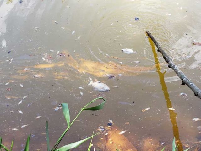 Peixes aparecem mortos em lago de Capivari (SP)