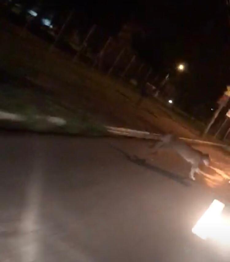 Onça-parda é vista na Rua do Porto de Piracicaba na madrugada desta segunda (07)