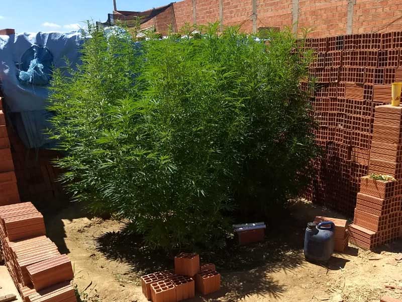 Homem é preso com seis pés de maconha em Rio das Pedras (SP)