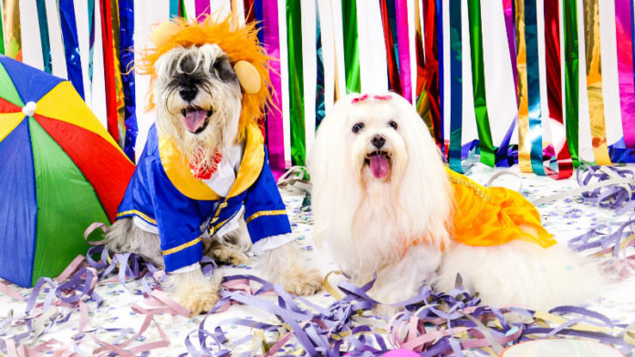 Shopping Piracicaba promove bailinho de Carnaval para os pets