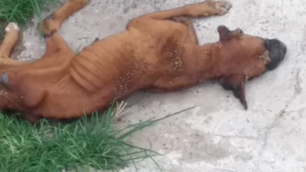 Após denúncia, animal abandonado é socorrido em Piracicaba