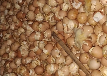 Foto: Eduardo Bombonatti/Arquivo pessoal